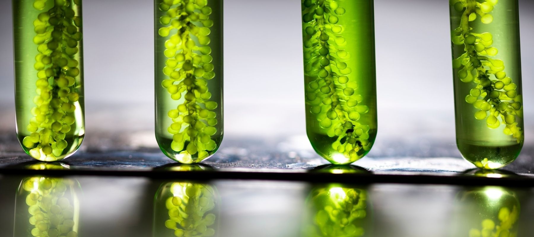 The issues in Bioethanol Production