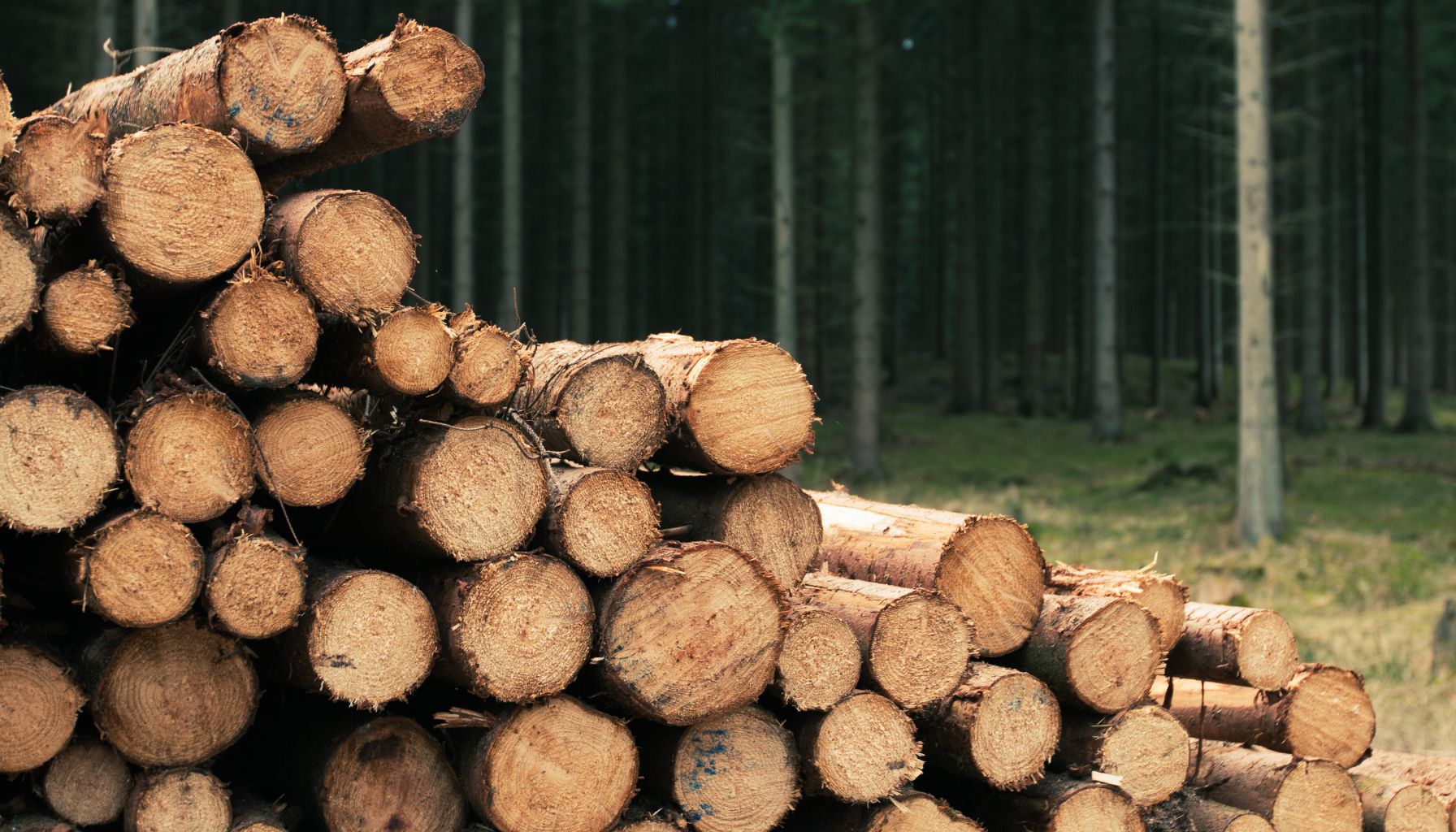 Are Log Burners Bad for the Environment? Let’s Get Real About Cosy Heat