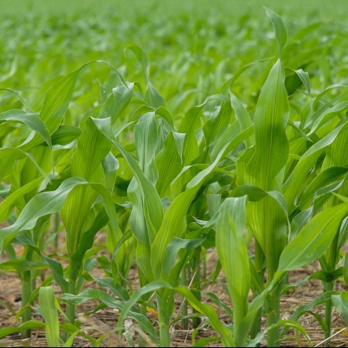 Is Bioethanol The future Fuel of the Fire?