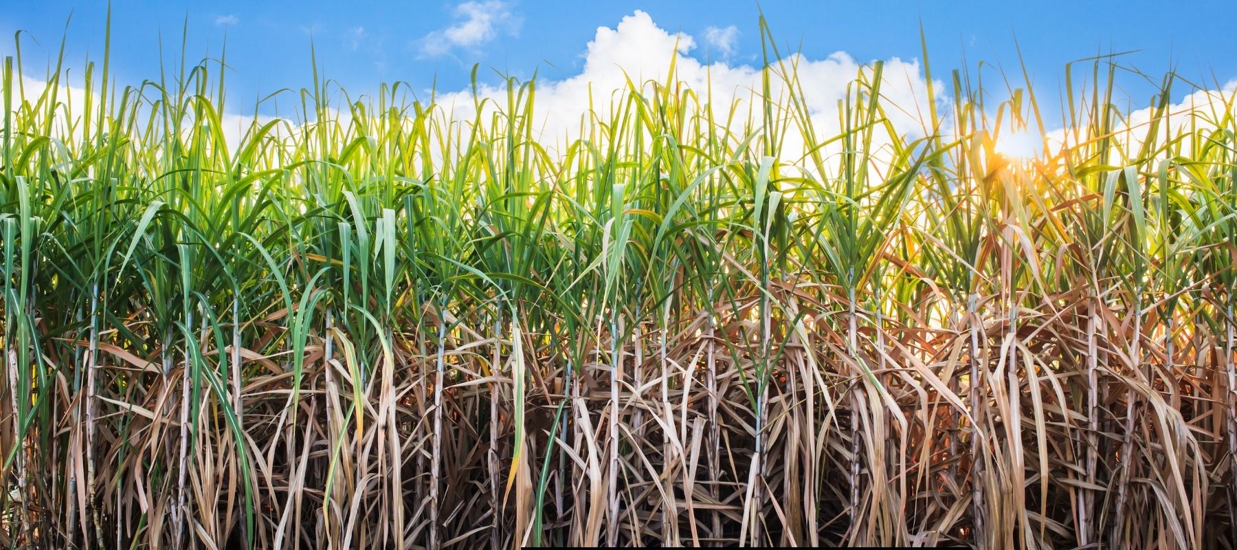 What Are Bioethanol Fires? A Stylish and Simple Heating Solution